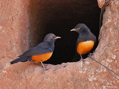 Thamnolaea cinnamomeiventris