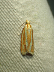 Sparganothis tristriata