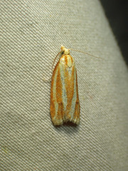 Sparganothis tristriata