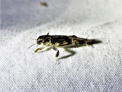 Neotridactylus