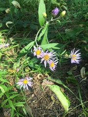 Aster tataricus