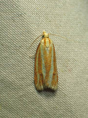 Sparganothis tristriata