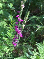 Spiranthes australis