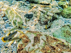 Poecilia mexicana