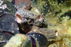 Stolidobranchia