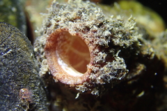 Stolidobranchia