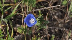 Nemophila menziesii menziesii