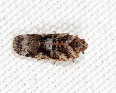 Catonia cinctifrons