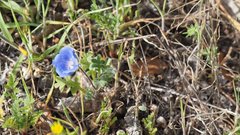 Nemophila menziesii menziesii