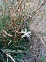 Dianthus volgicus