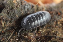 Armadillidium vulgare