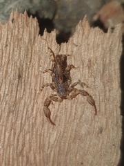 Cercophonius queenslandae