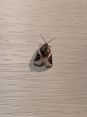 Pseudeustrotia carneola