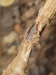 Cercophonius queenslandae