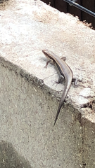 Plestiodon japonicus