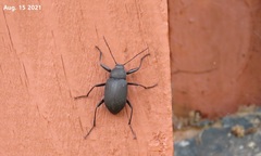 Plesiophthalmus davidis