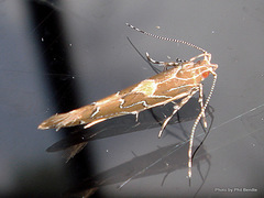 Pyroderces apparitella