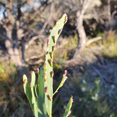 Bossiaea ensata