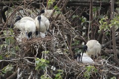 Australian White Ibis photo 5