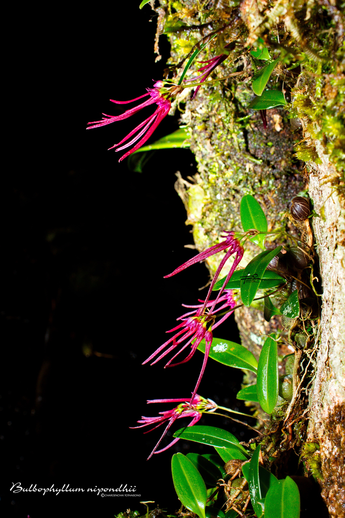 Bulbophyllum nipondhii