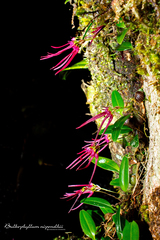 Bulbophyllum nipondhii