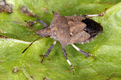 Tyoma cryptorhyncha