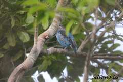 Cotinga amabilis
