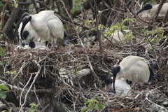 Australian White Ibis photo 6