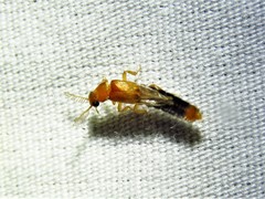 Distremocephalus texanus