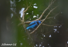 Cotinga amabilis