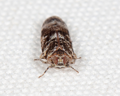 Catonia cinctifrons