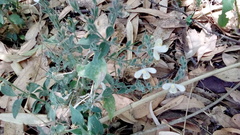 Henrya insularis