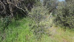 Cercocarpus betuloides betuloides