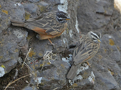 Emberiza tahapisi