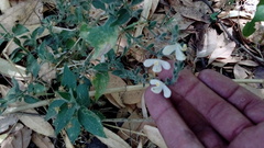 Henrya insularis