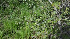 Cercocarpus betuloides betuloides