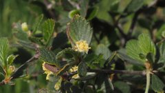 Cercocarpus betuloides betuloides