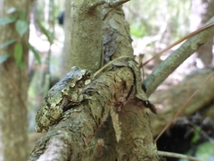 Hyla avivoca