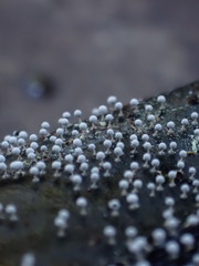 Physarum globuliferum