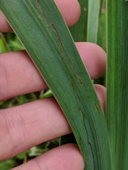 Cerodontha thompsoni