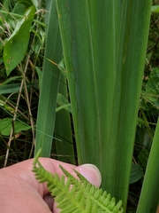 Cerodontha thompsoni