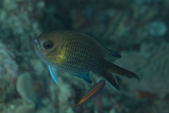 Chromis xanthochira