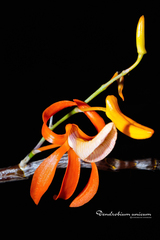 Dendrobium unicum