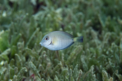 Doctorfish photo 4