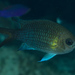 Yellow-axil Chromis - Photo (c) Mark Rosenstein, some rights reserved (CC BY-NC-SA), uploaded by Mark Rosenstein
