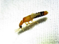 Distremocephalus texanus