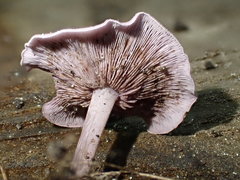 Baeospora myriadophylla