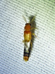 Distremocephalus texanus