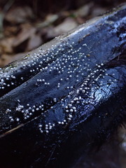 Physarum globuliferum