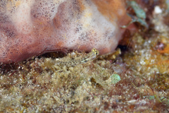 Gnatholepis thompsoni